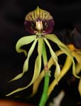 Prosthechea cochleata